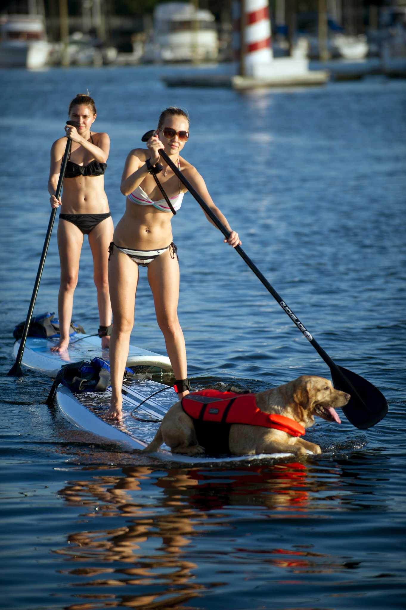 westport paddle boarding