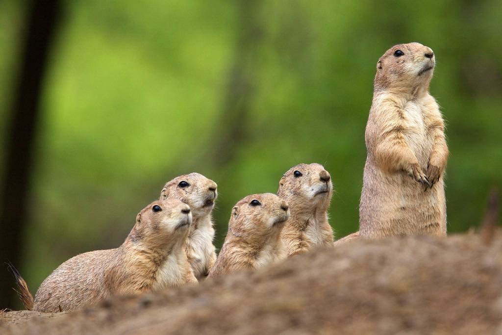 Beardsley Zoo's 'groundhog' predicts an early spring