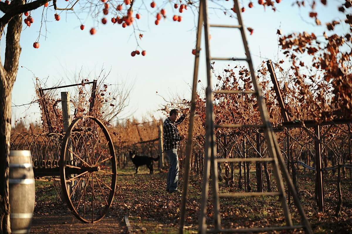 Steve Matthiasson pruning vines from the Matthiasson Vineyard with his dog Koda at his home in Napa. December 19, 2013.