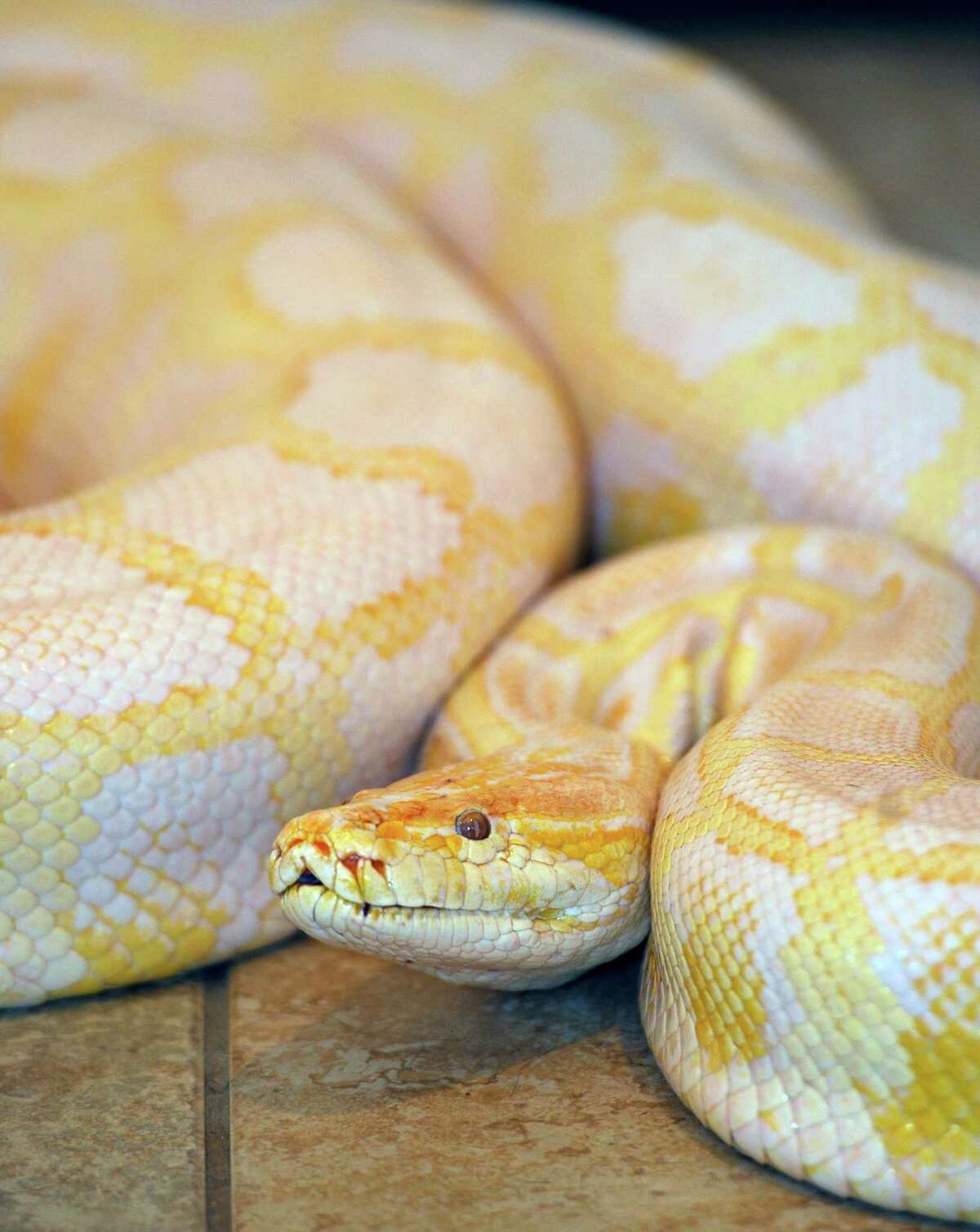 Gator Country says goodbye to Banana, beloved Burmese python