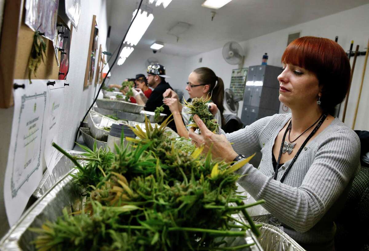 Employee Lara Herzog trims away leaves from pot plants, harvesting the plant's buds to be packaged and sold at Medicine Man marijuana dispensary, which is to open on Wednesday in Denver.