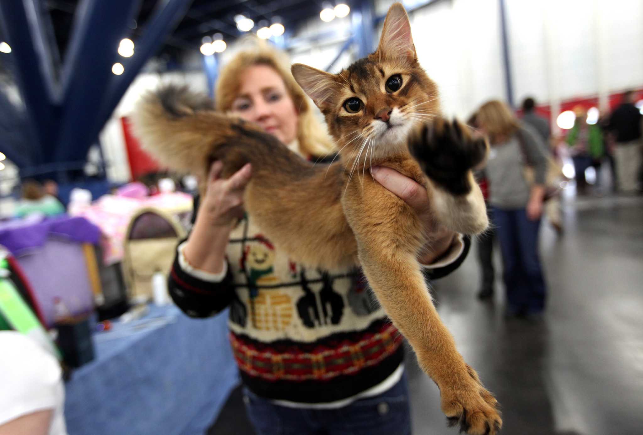 Cats strut their stuff at annual show