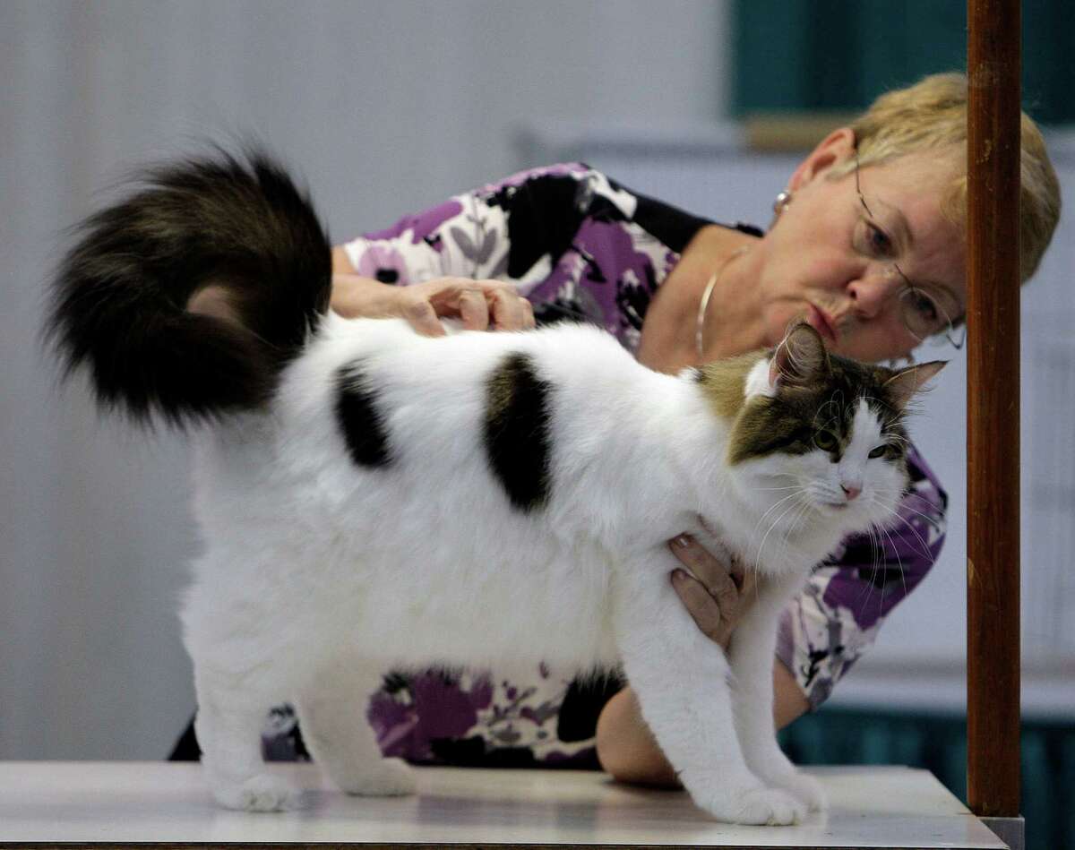 Cats strut their stuff at annual show
