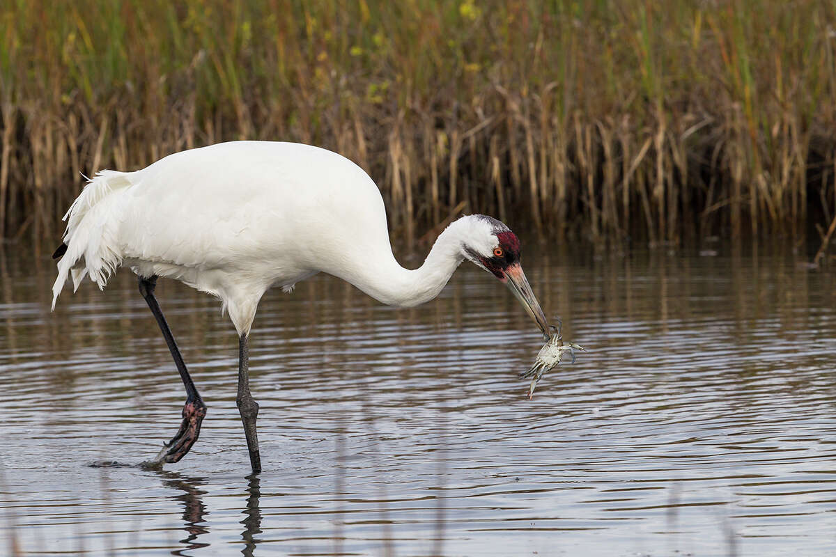 Regal whooping cranes return from near extinction - HoustonChronicle.com