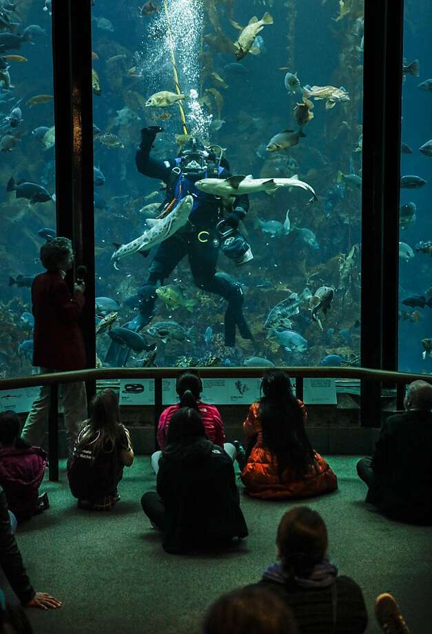 Monterey Bay Aquarium volunteers dive in to swim with sharks SFGate