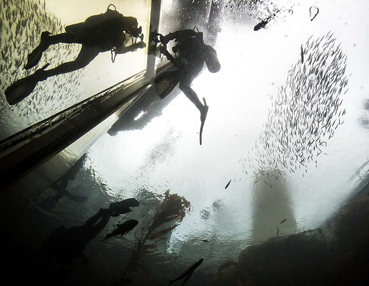 Monterey Bay Aquarium volunteers dive in to swim with sharks
