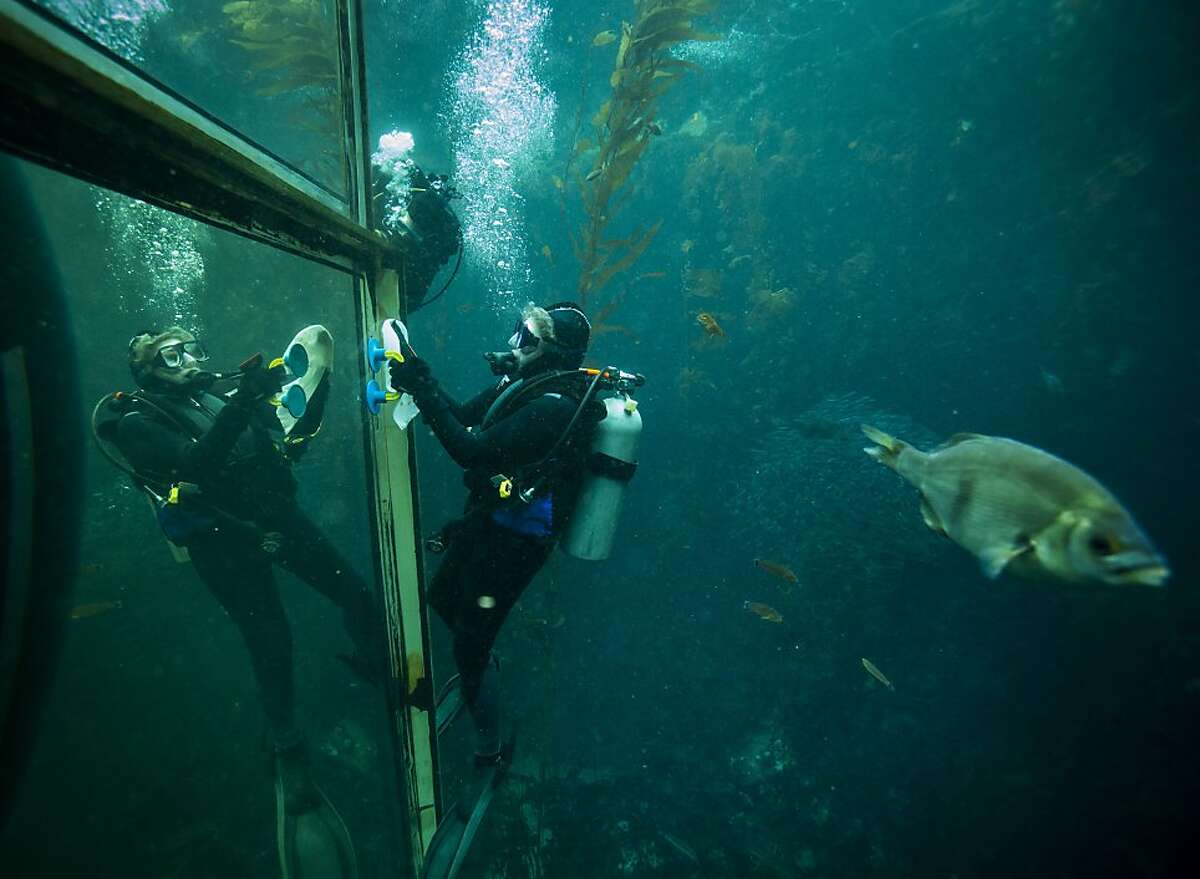 Monterey Bay Aquarium volunteers dive in to swim with sharks
