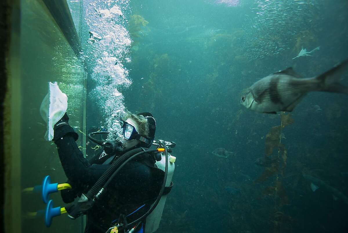 Monterey Bay Aquarium volunteers dive in to swim with sharks
