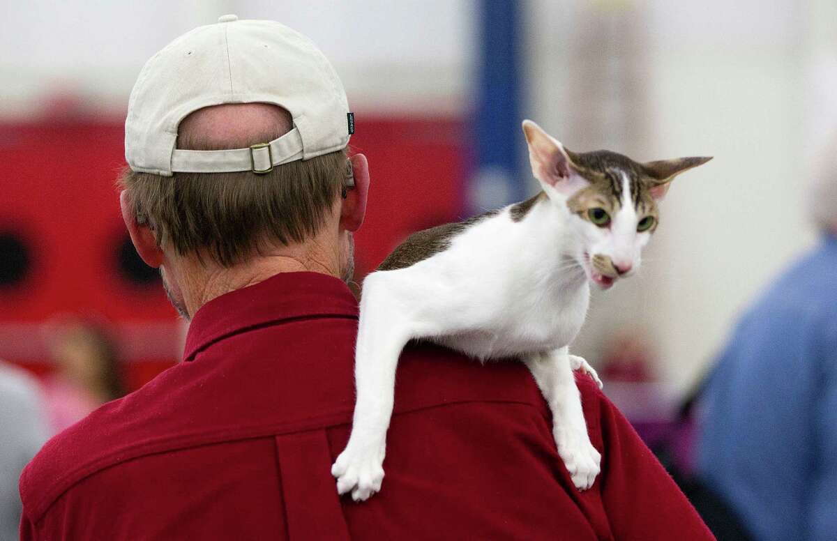 Denis Rampke gives his Oriental Shorthaired cat named Yoshi a ride at the Houston Cat Club's 61st Annual Charity Cat Show at the George R. Brown Convention Center Saturday, Jan. 4, 2014, in Houston.