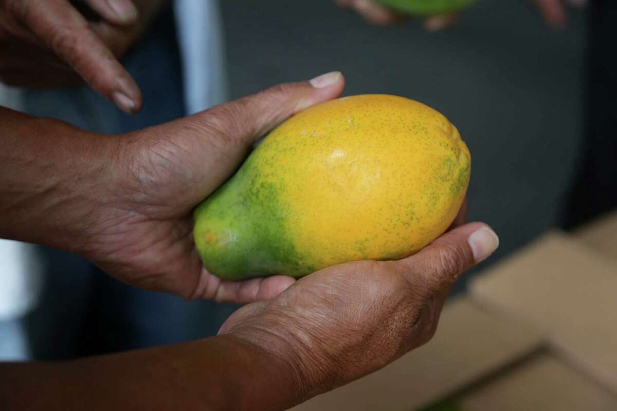 On Hawaii, a lonely quest for facts on modified crops