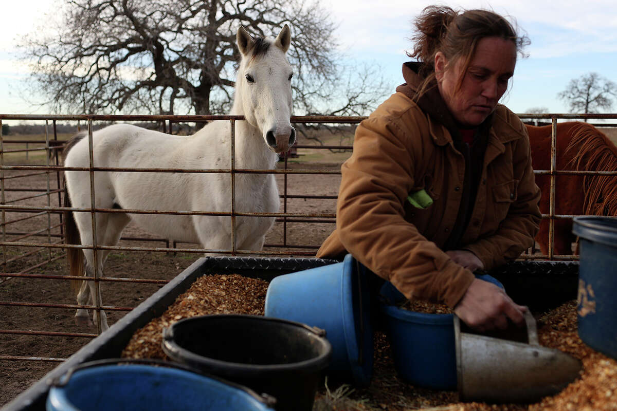 For the past year, more than 14 dozen rescued horses — some ready for adoption; others old, injured and unlikely to ever leave — have resided at a 193-acre sanctuary in Nixon. It was a huge step up from the 31-acre property where Haven Horse Rescue and Sanctuary previously operated. But the 170 equines, 11 donkeys and two cows — many of which have been seized or rescued as strays in Bexar County — could soon be displaced. — J. Almendarez, Staff Writer More: Go to ExpressNews.com to read the story. In the above photo: Darla Cherry puts out feed and hay for the 170 horses living at Meadow Haven Horse Rescue in Nixon on Thursday, January 2, 2014. In addition to the horses 11 donkeys live there.