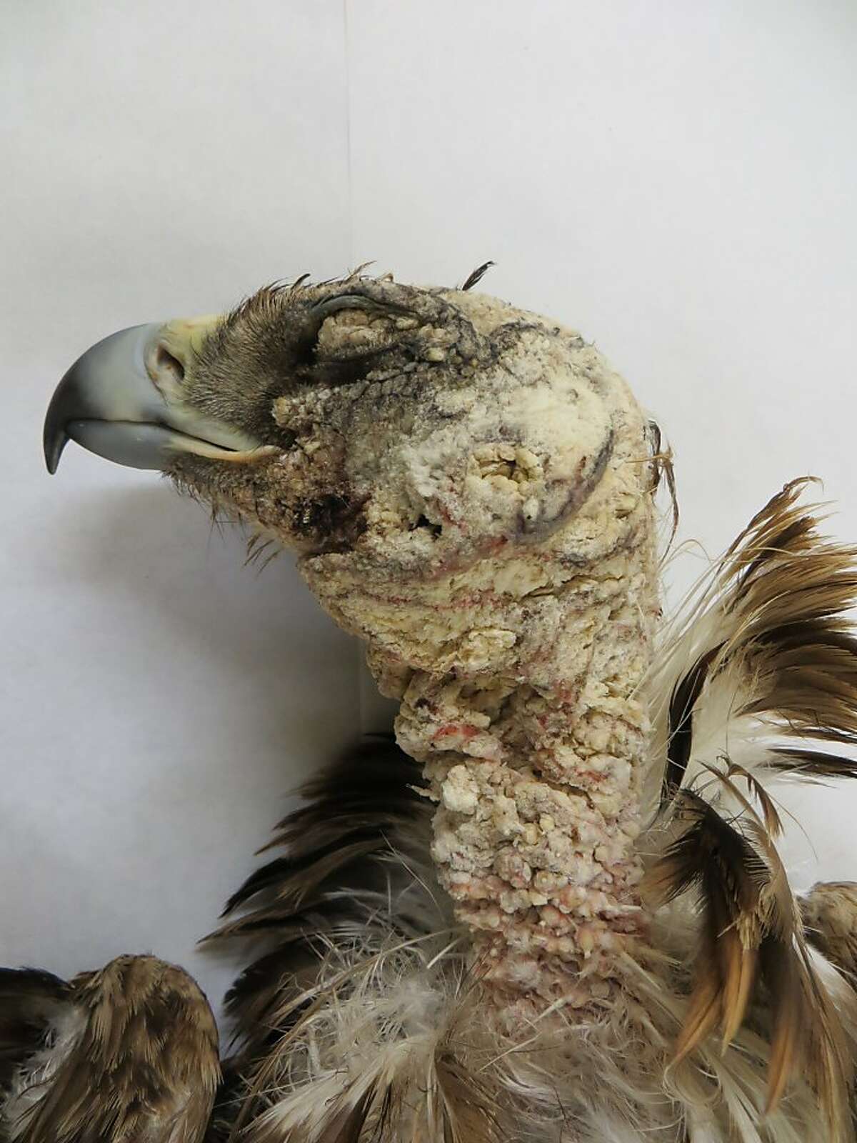 An golden eagle with mange caused by the mysterious mites.