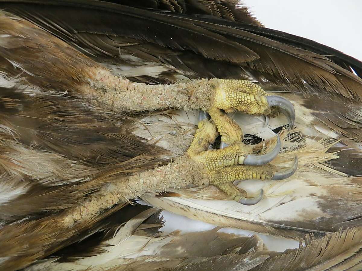 An golden eagle with mange caused by the mysterious mites.
