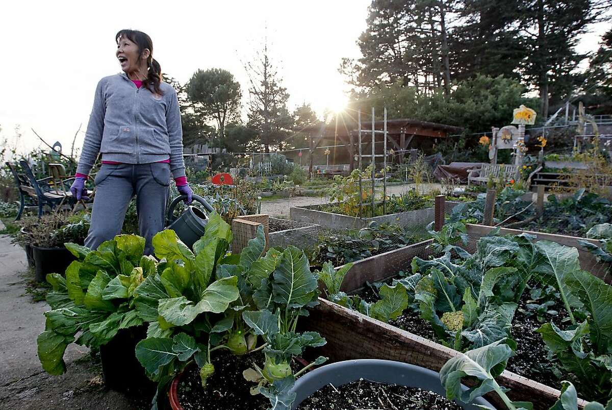 Feng Jeng Li gardens at the Brooks Park Community Garden on Tuesday Dec. 17, 2013, in San Francisco, Ca. In the quiet Oceanside neighborhood, on the western side of San Francisco, are two acres of open land on Brotherhood Way. Peter Vaernet has a mission: to turn the plot into the city?•s next thriving urban farm. Back in the 1980s, Vaernet and his neighbors led the revitalization of nearby Brooks Park and installed a small community garden there. It?•s so successful that Vaernet doesn?•t see why a bigger one on Brotherhood Way wouldn?•t take off, too. The need for fresh, organic fruits and vegetables is great, he says, since the area lacks major grocery stores and the elderly immigrants who reside there have a hard time driving to the closest ones.