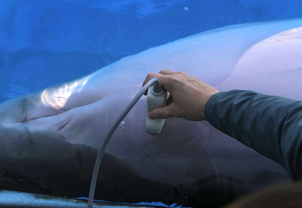 Six Flags mommy dolphin practices 'baby whistle'