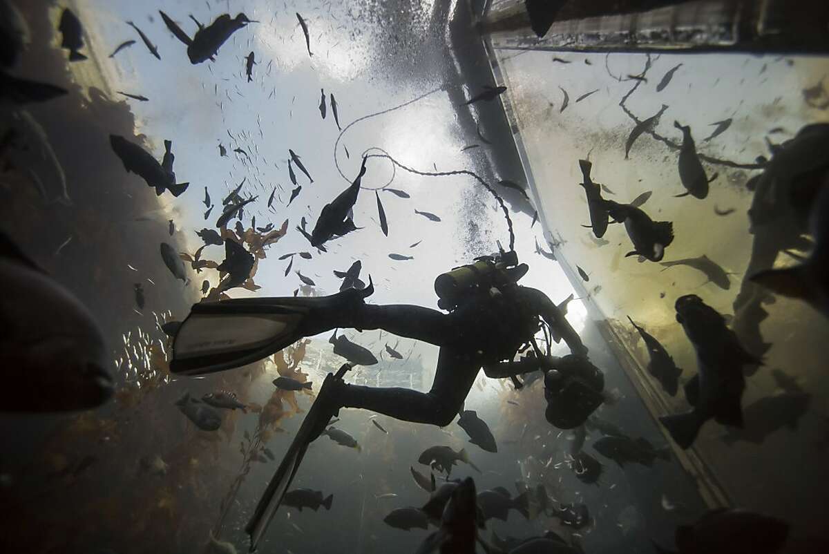 2013年12月7日，周六，加州蒙特利，蒙特利湾水族馆潜水项目志愿者在海带森林展览中喂鱼。