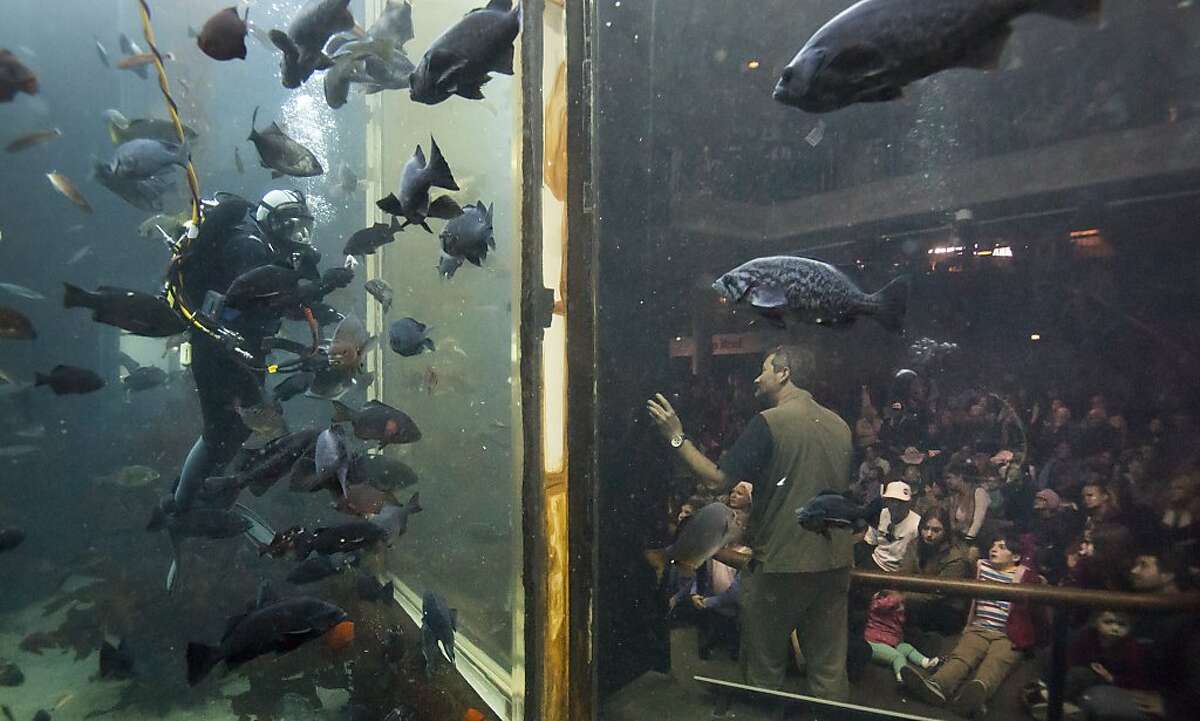 Monterey Bay Aquarium volunteers dive in to swim with sharks