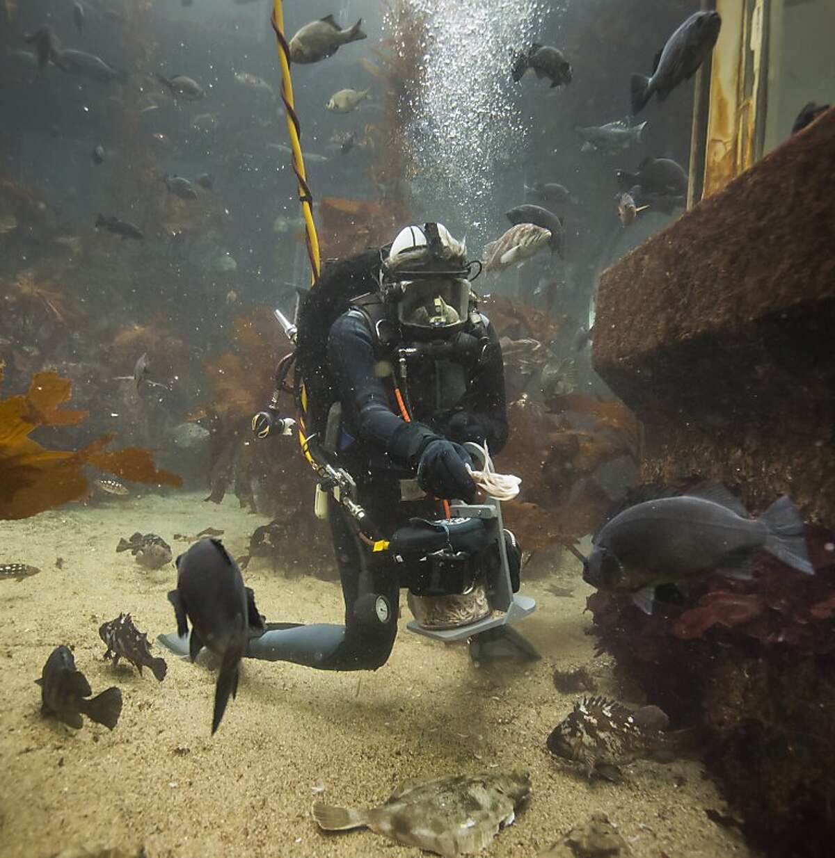 Monterey Bay Aquarium volunteers dive in to swim with sharks