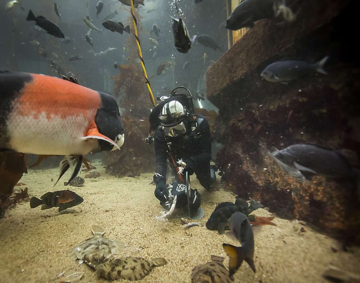 Monterey Bay Aquarium volunteers dive in to swim with sharks