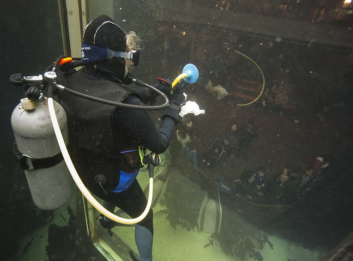 Monterey Bay Aquarium volunteers dive in to swim with sharks