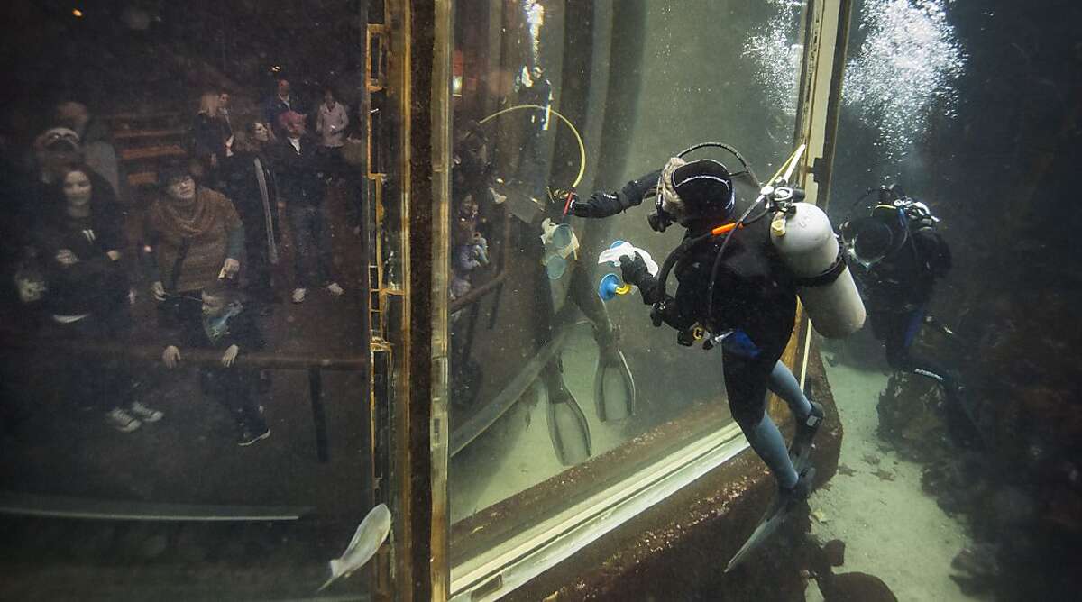 Monterey Bay Aquarium volunteers dive in to swim with sharks