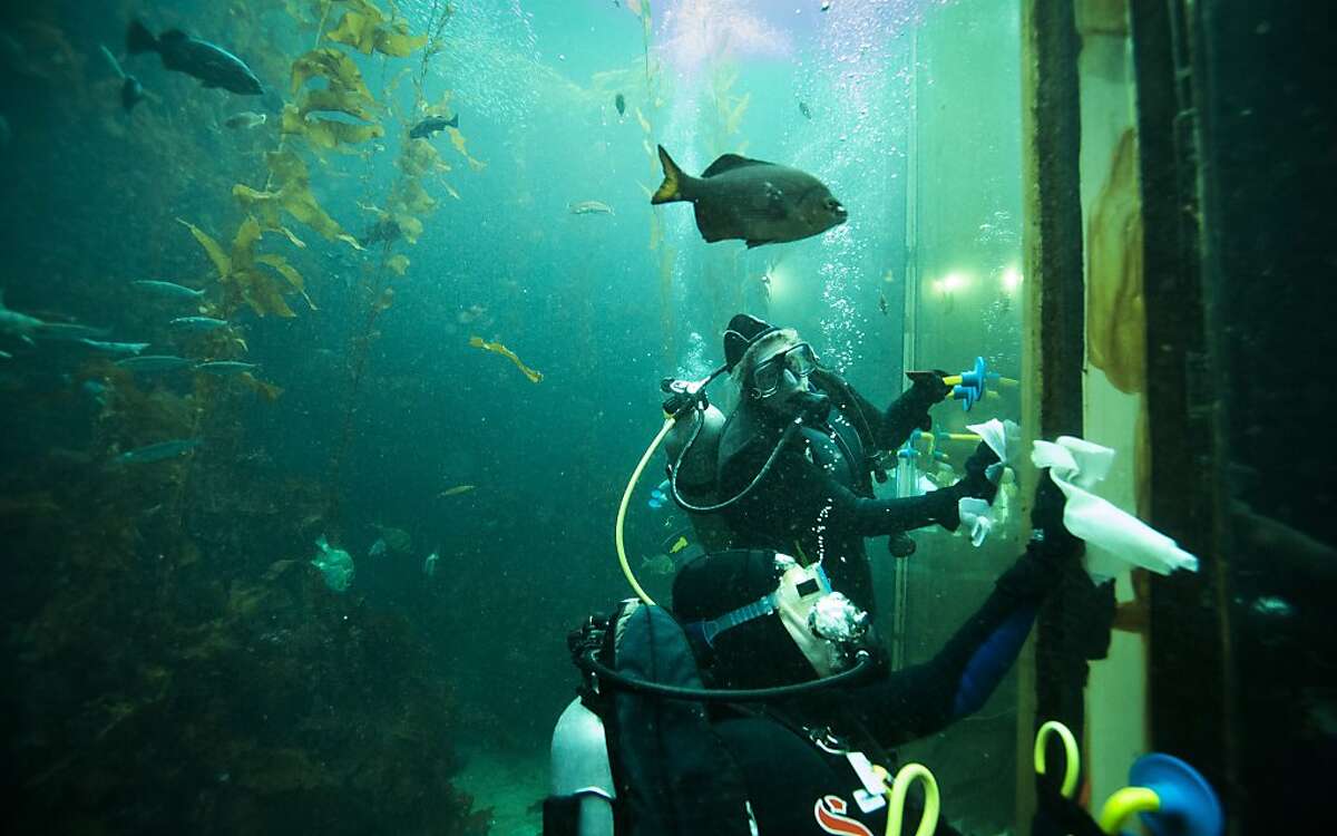 Monterey Bay Aquarium volunteers dive in to swim with sharks