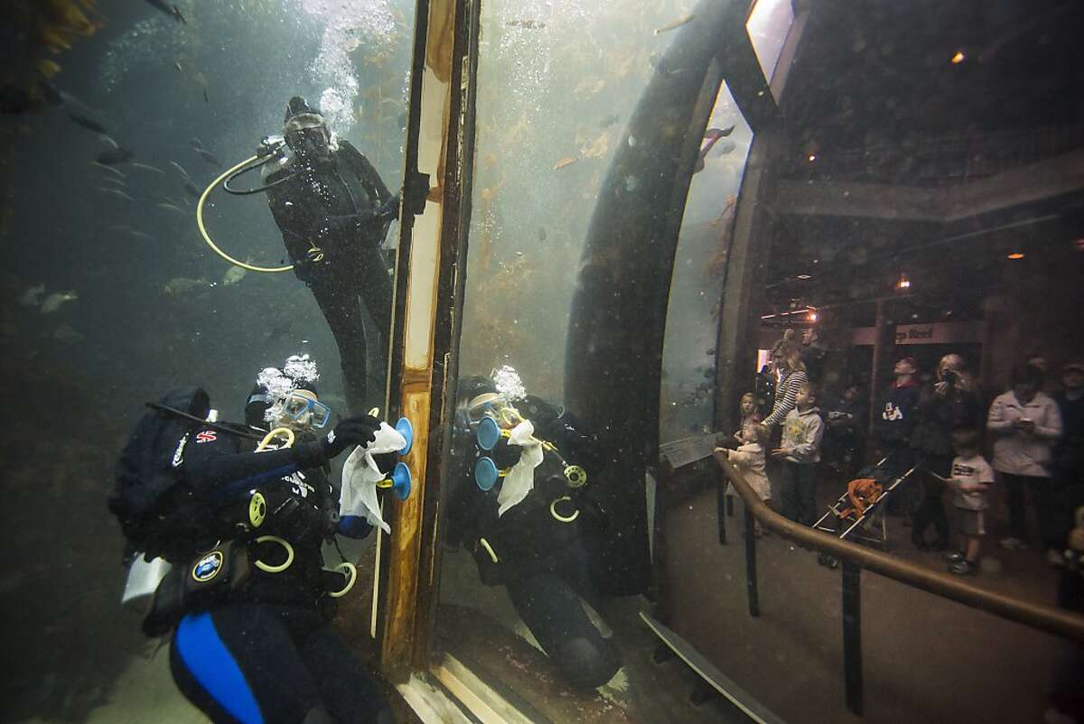 Monterey Bay Aquarium volunteers dive in to swim with sharks