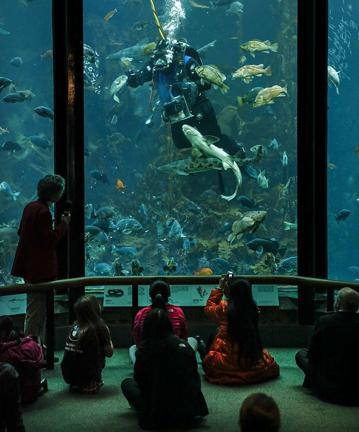 Monterey Bay Aquarium volunteers dive in to swim with sharks