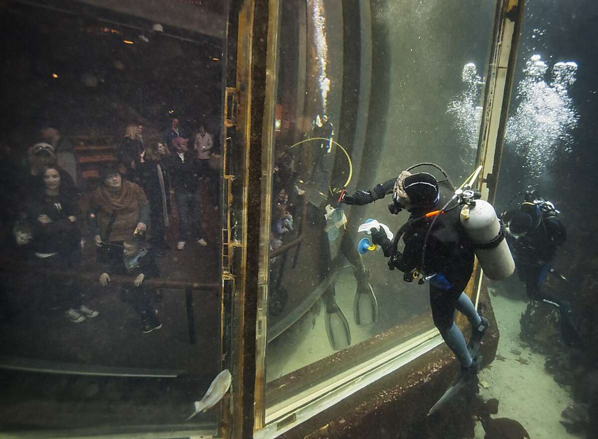 2013年12月7日，周六，加州蒙特利，蒙特利湾水族馆潜水项目志愿者安妮·斯坎伦(左)和薇拉·希斯尔在清洁海带森林展览的窗户。
