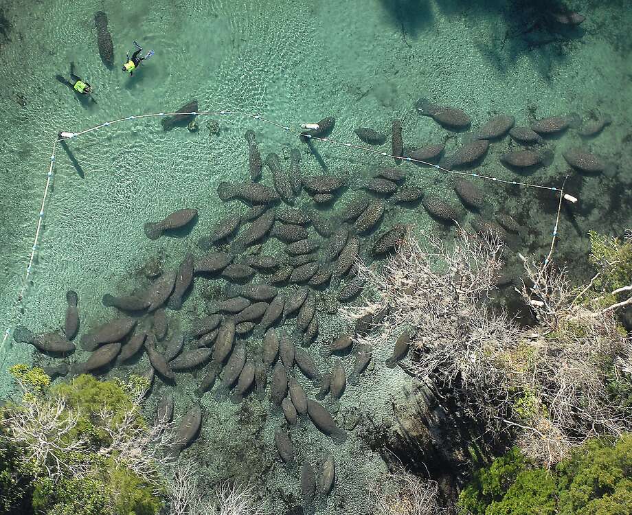Over 300 manatees cause closure of Florida springs - SFGate