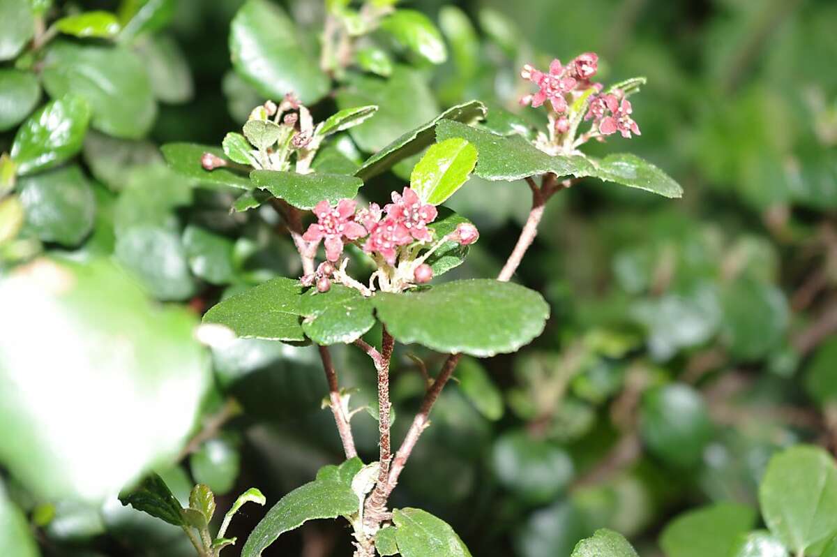Evergreen currant has sweet smell of sturdiness