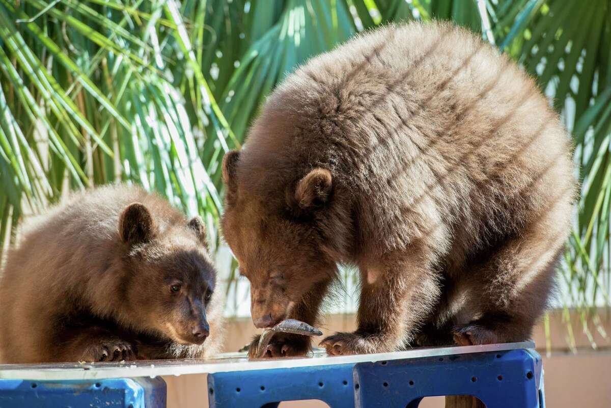 Belle and Willow took just 30 minutes to find a way out of the enclosure, scaling the wall to roam free in a planter area above as visitors watched on. Credit Houston Zoo
