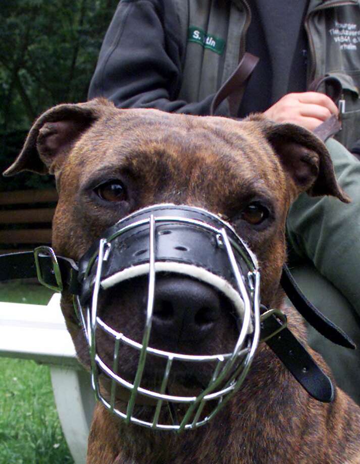 pitbull muzzle petsmart