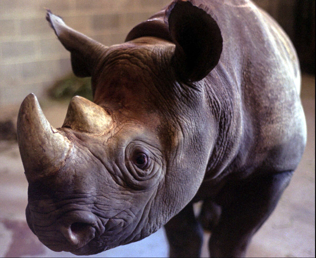 texas safari ranch rhino