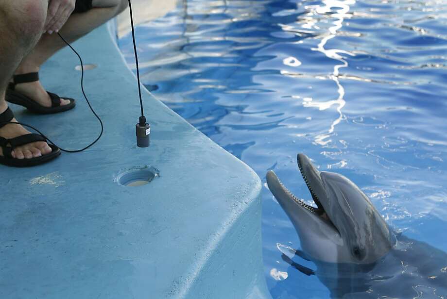 Six Flags mommy dolphin practices 'baby whistle' SFGate