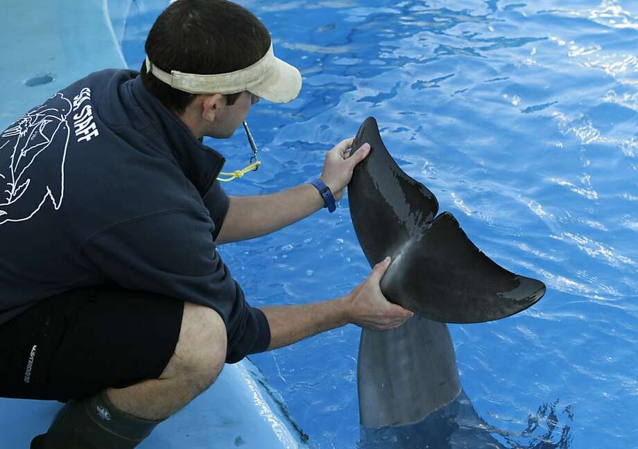 Six Flags mommy dolphin practices 'baby whistle' SFGate