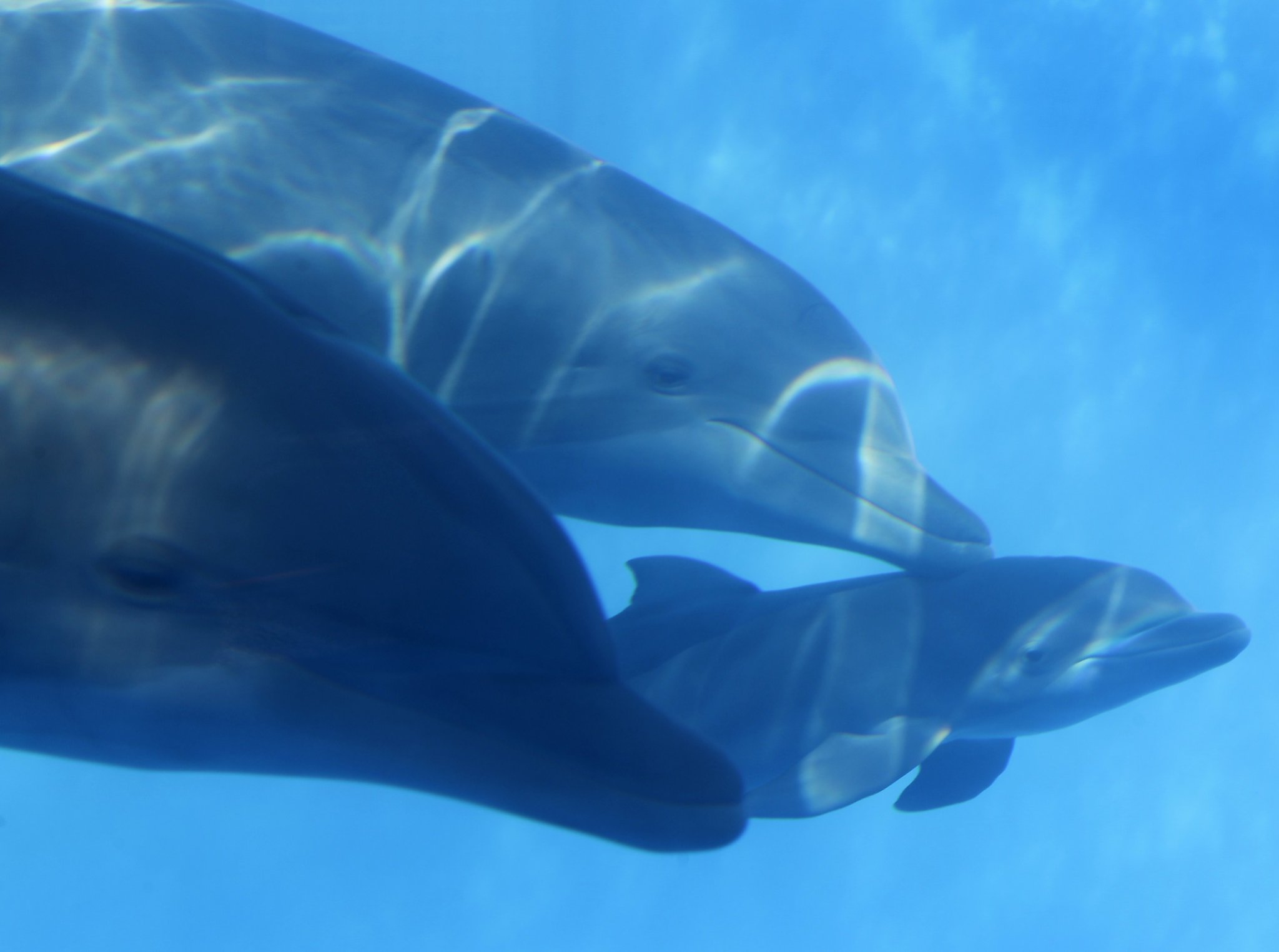 Dolphin gives birth at Six Flags in Vallejo - SFGate