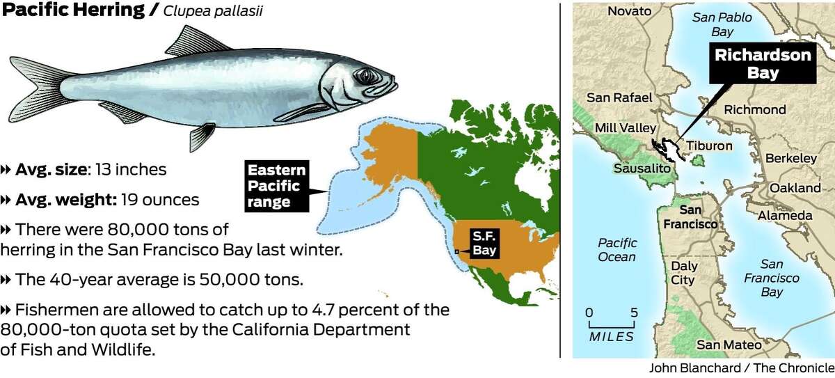 heat killed marine wildlife masse heat killed marine wildlife masse