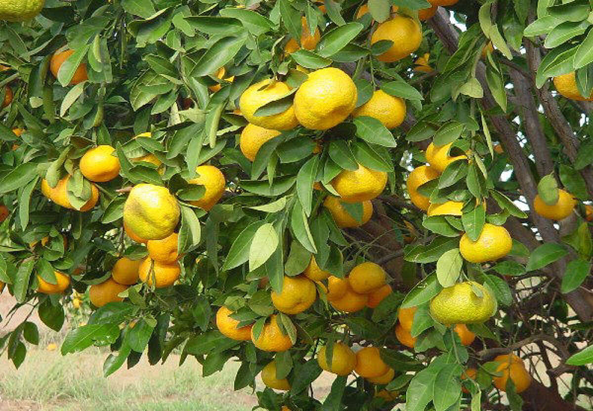 Grow satsumas in San Antonio