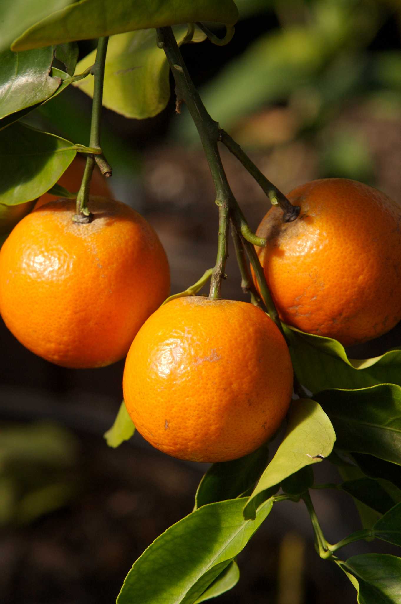 Citrus One Of The Easiest Most Productive Fruits In Home Citrus One Of The Easiest Most Productive Fruits In Home Orchard Houstonchronicle