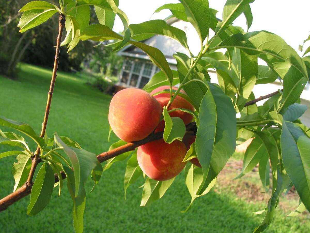 Houston gardeners have a passion for fruit