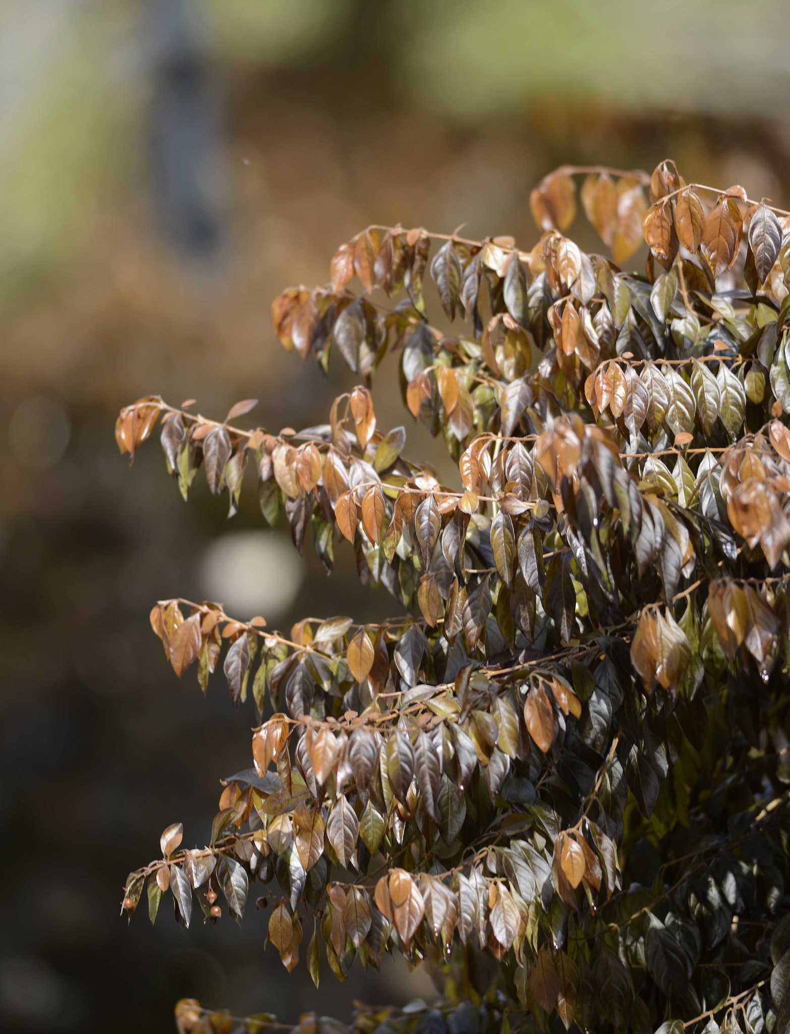 Pruning freeze damage can wait until spring