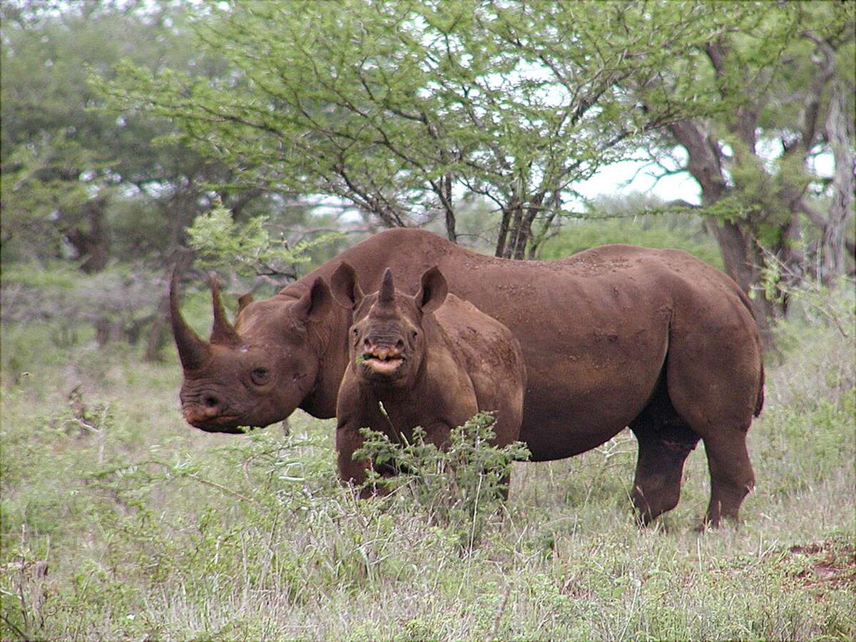 dallas safari club rhino namibia