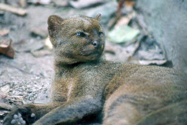 Jaguarundi Texas