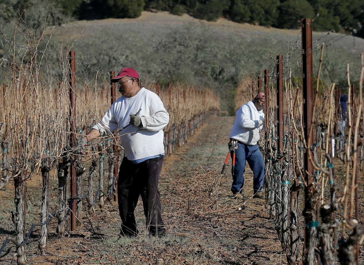 Sustainability for winery workers means that health care is now available to them. These workers prune cabernet vines in the Dry Creek Valley Tuesday January 14, 2014. Sonoma County vintners are announcing that winemakers here will be completely sustainable within five years, making it the first wine region in the country with such a designation.