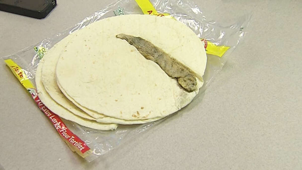 News9.com producer Matthew Nuttle decided against making a quesadilla lunch Monday after finding what appears to be the body of a lizard in one of his tortillas. (Photo courtesy of KWTV)