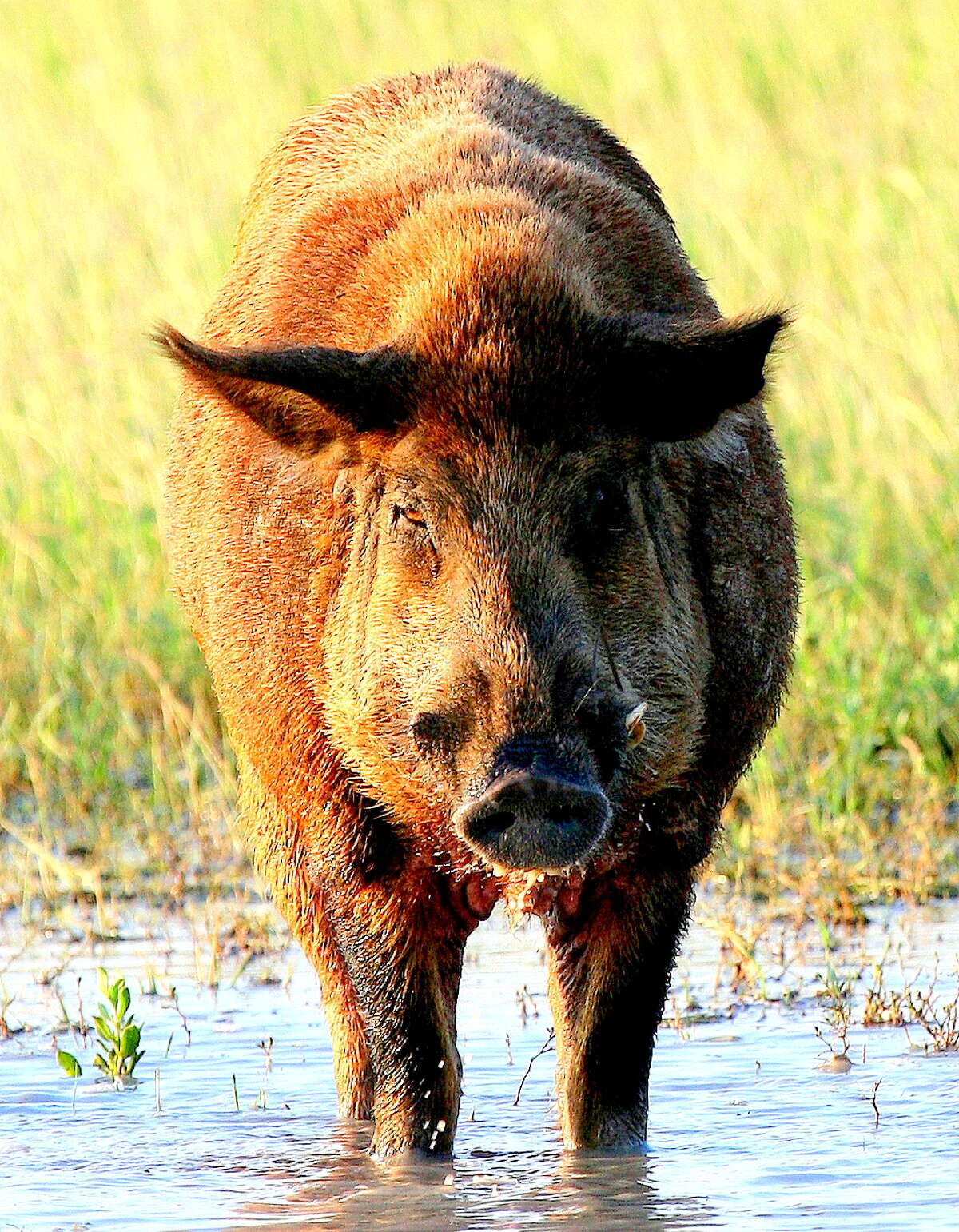Everything is big in Texas, but not as big as some Texans believe. Research at Texas A&M-Kingsville indicates many Texans grossly overestimate the weight of feral hogs, guessing the pigs to be twice as heavy as they actually are.