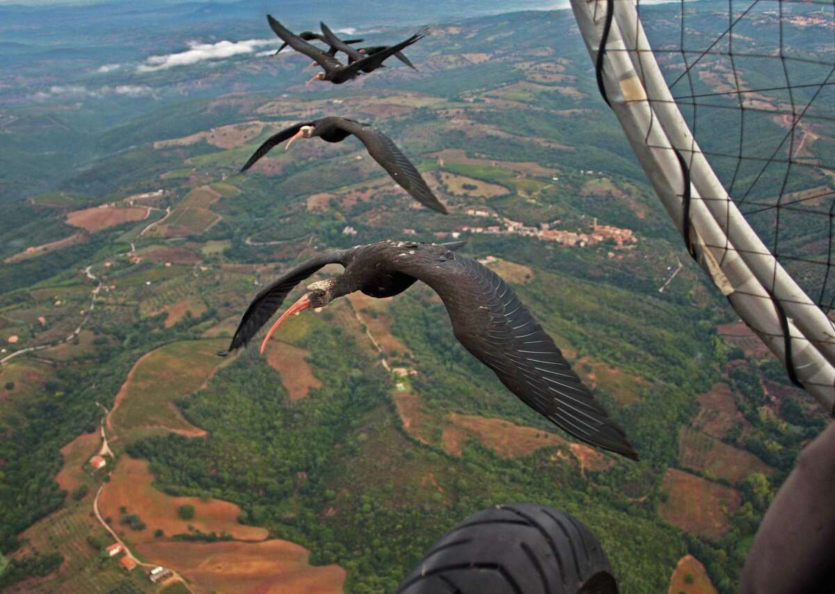 Is it time to clip Greg Bird's wings?