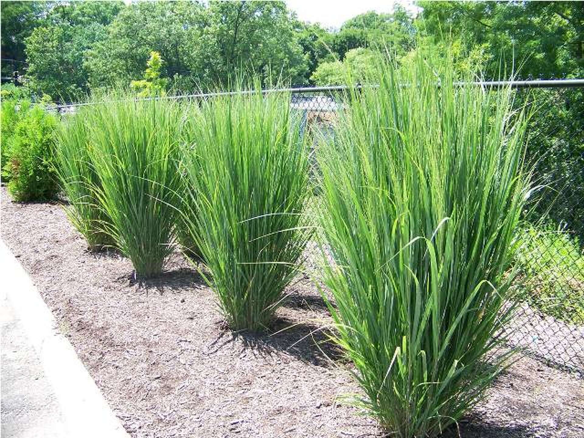 Gardener's Notebook: Northwind switchgrass deserving of big honor