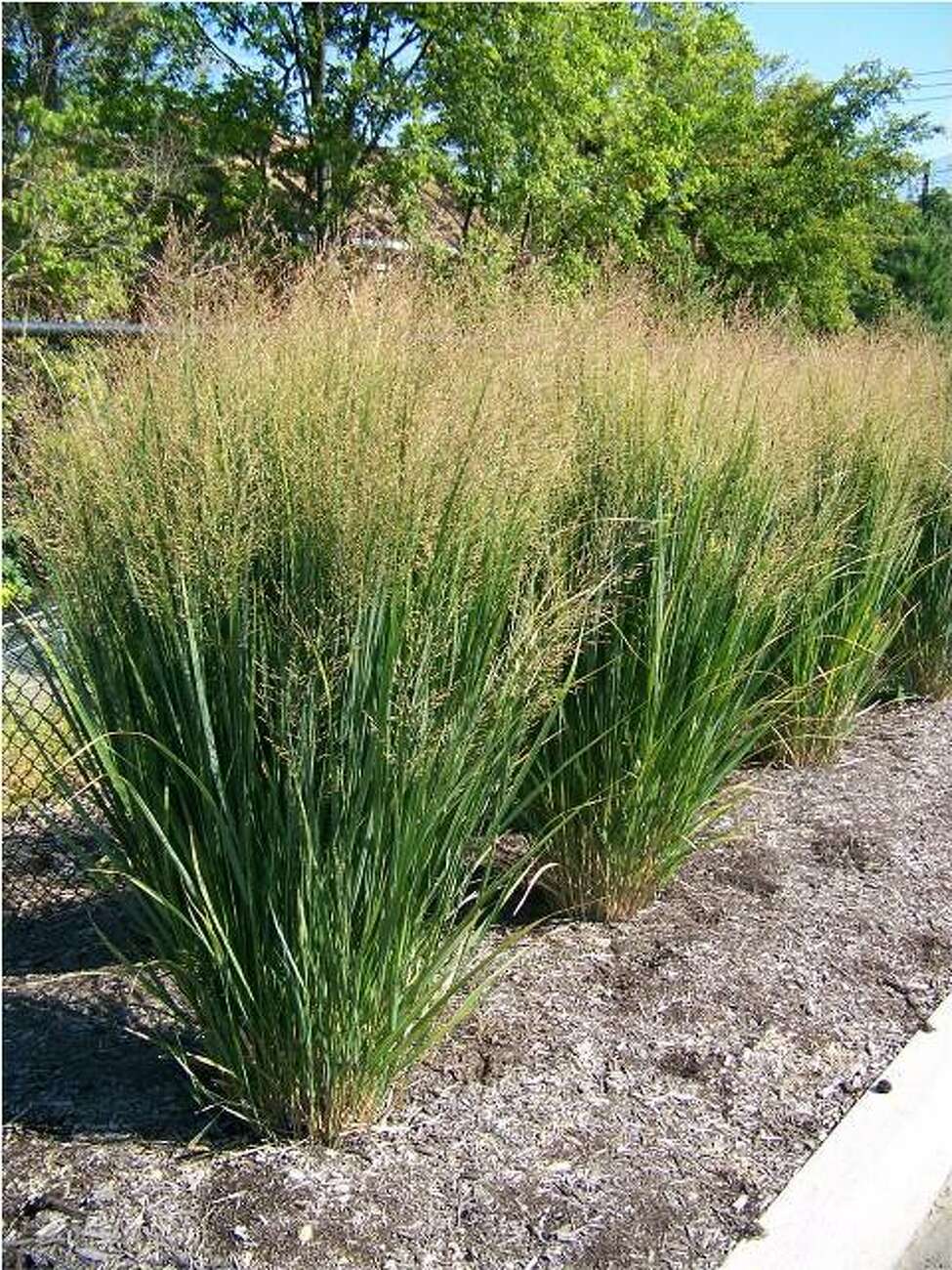 Gardener's Notebook: Northwind switchgrass deserving of big honor